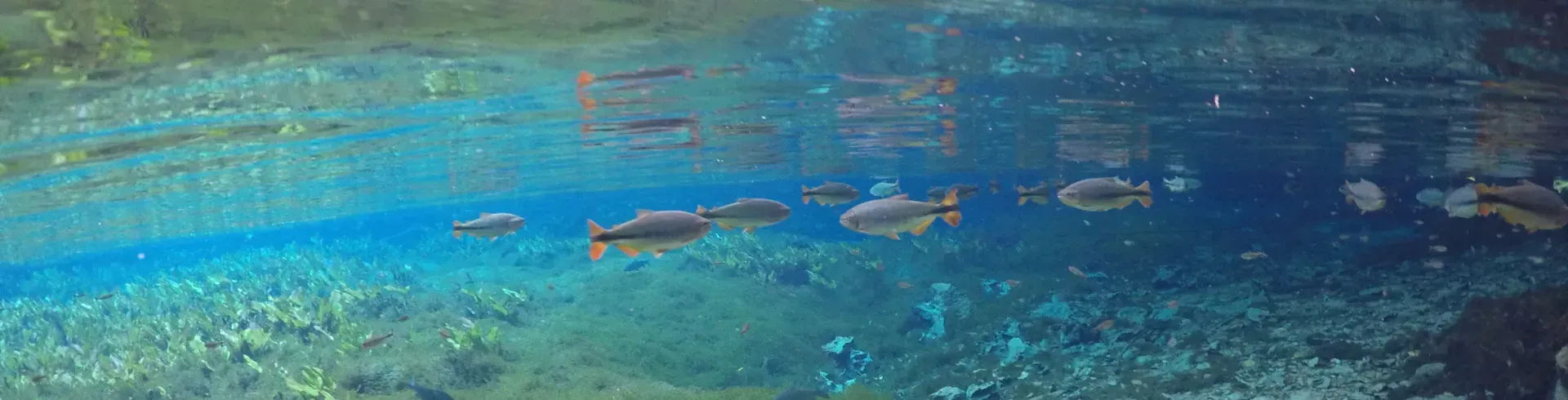 Imagem principal do pacote Nobres